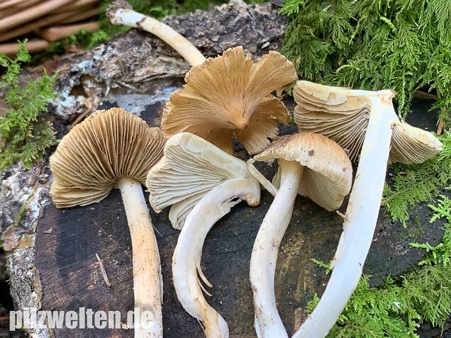 Kegeliger Risspilz, Inocybe rimosa