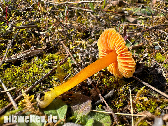 Kugelsporiger Saftling, Hygrocybe subglobispora