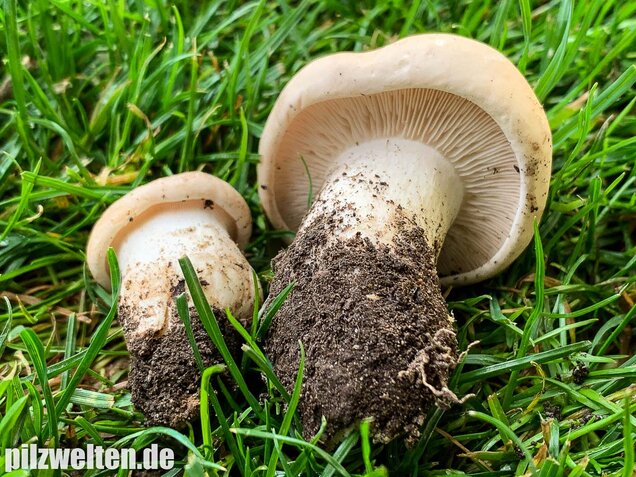 Mairitterling, Georgsritterling, Calocybe gambosa