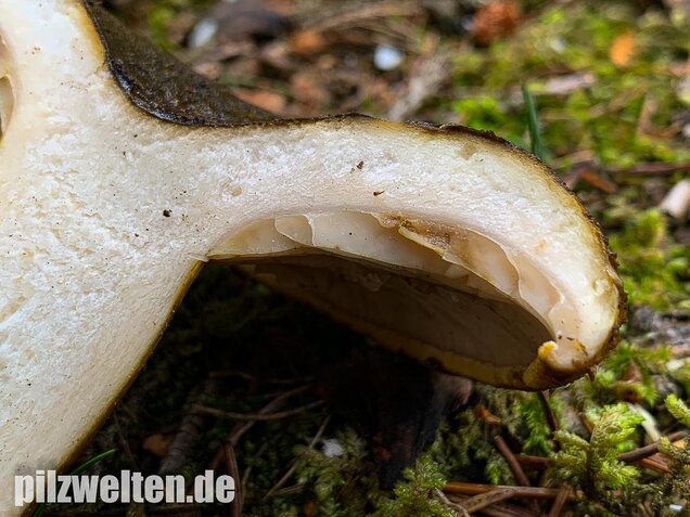 Olivbrauner Milchling, Lactarius turpis