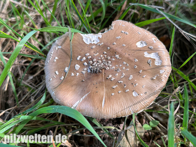 Pantherpilz, Pantherwulstling, Amanita pantherina
