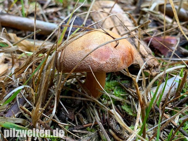 Pfefferröhrling, Chalciporus piperatus