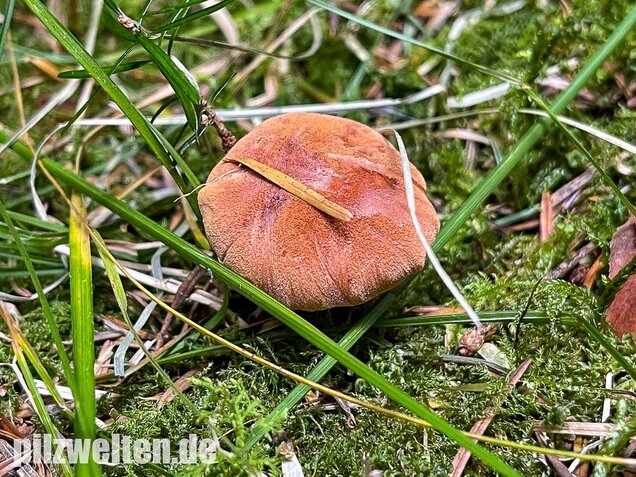 Pfefferröhrling, Chalciporus piperatus