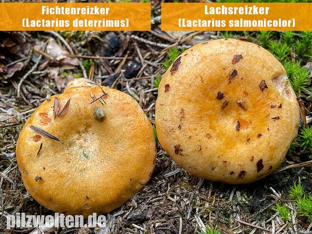 Fichtenreizker, Lactarius deterrimus