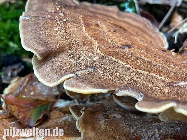 Riesenporling, Meripilus giganteus
