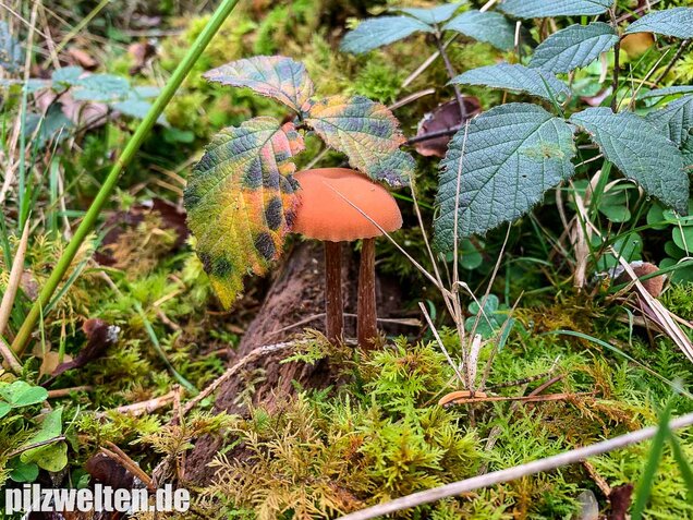 Rötlicher Lacktrichterling, Laccaria laccata
