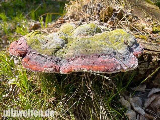 Rotrandiger Baumschwamm, Fomitopsis pinicola