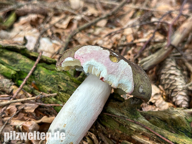 Rotstieliger Ledertäubling, Russula olivacea
