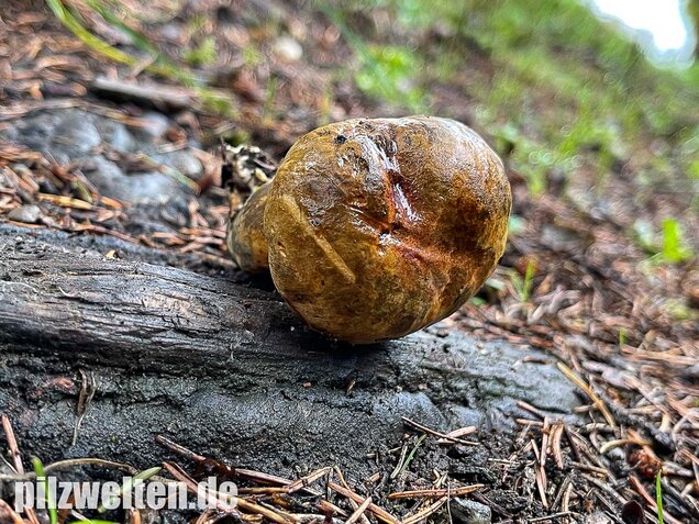 Schwarzblauender Röhrling, Cyanoboletus pulverulentus