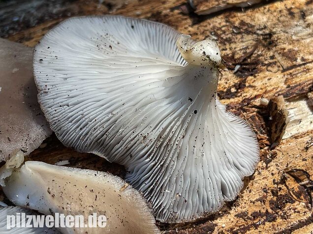 Sommer-Austernseitling, Pleurotus ostreatus forma florida