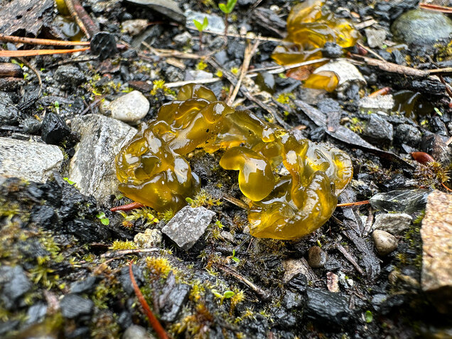 Sternenrotz, Sternenschnäutzer, Cyanobakterien, Nostoc