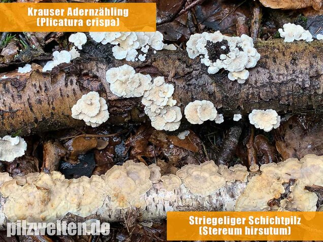 Striegeliger Schichtpilz, Stereum hirsutum