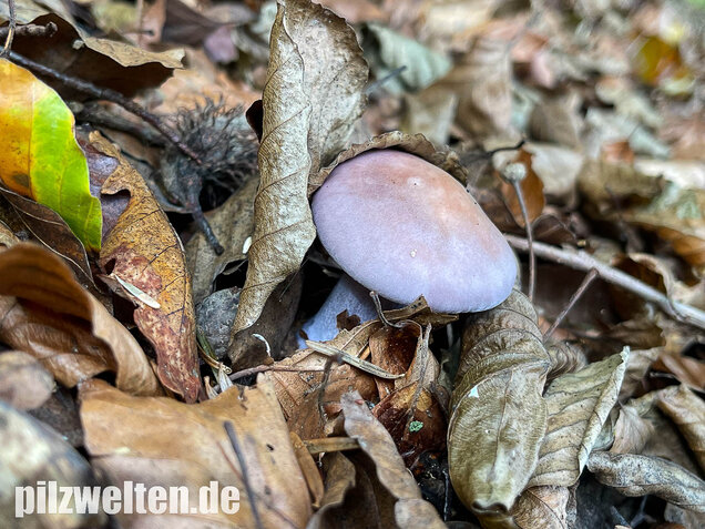 Violetter Rötelritterling, Lepista nuda