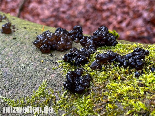 Warziger Drüsling, Exidia nigricans