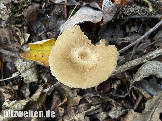 Weidenrötling, Entoloma sericatum
