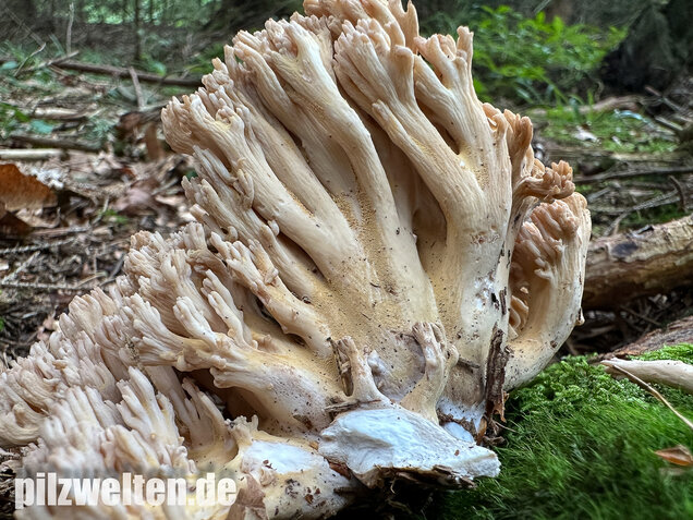 Bauchwehkoralle, Blasse Koralle, Ramaria pallida