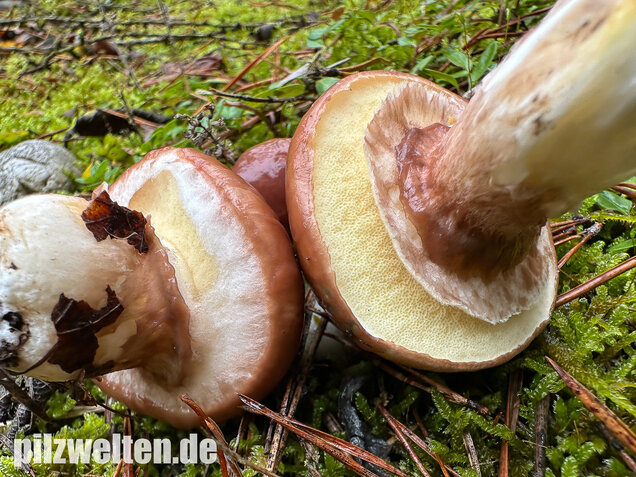 Butterpilz, Butterröhrling, Suillus luteus