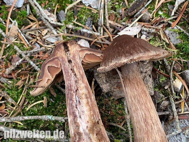 Dunkelbrauner Gürtelfuß, Cortinarius brunneus