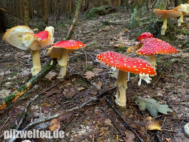 Fliegenpilz, Amanita muscaria