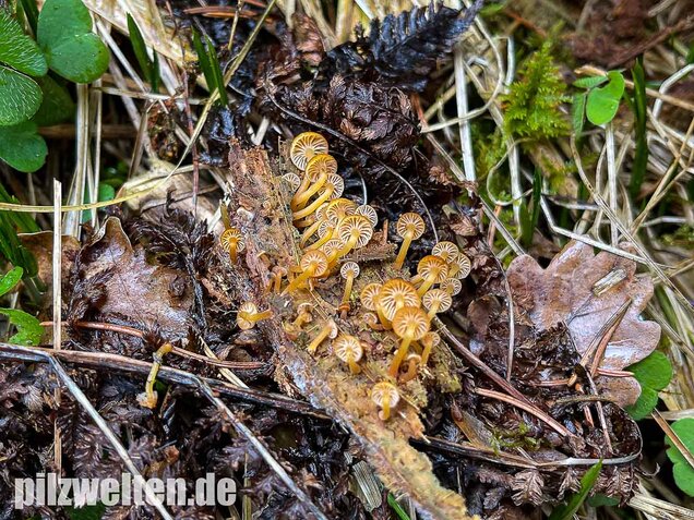 Geselliger Glöckchennabeling, Xeromphalina campanella