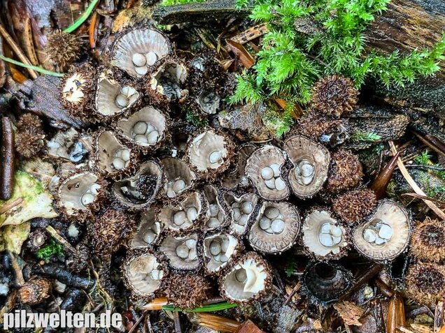 Gestreifter Teuerling, Cyathus striatus