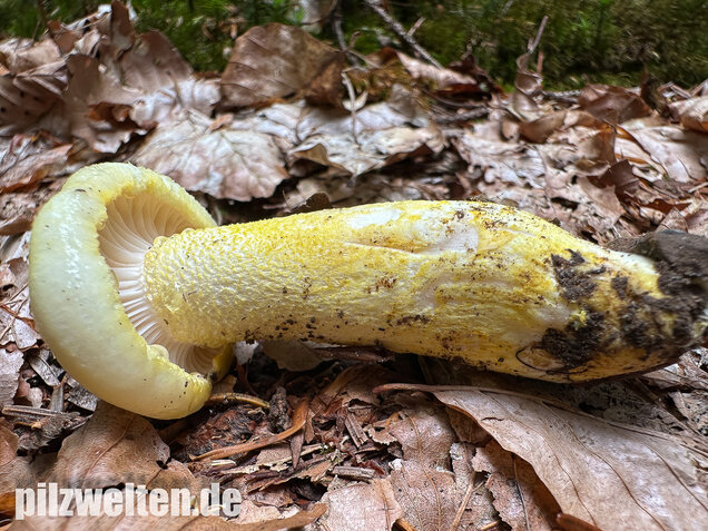 Goldzahn-Schneckling, Hygrophorus chrysodon