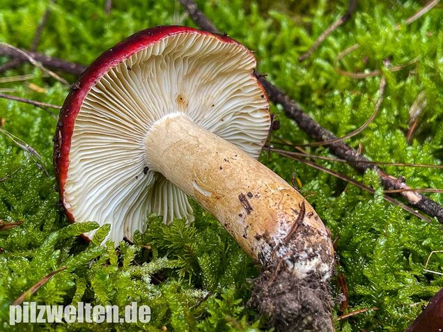 Lederstieltäubling, Russula viscida