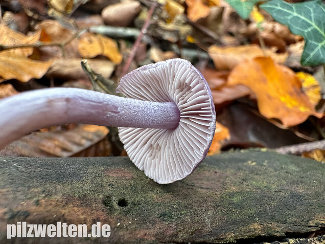 Violetter Risspilz, Lilaseidiger Risspilz, Inocybe violacea
