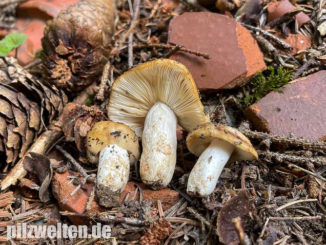Mandeltäubling, Russula grata