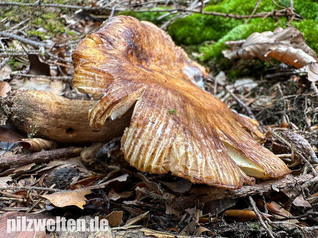 Morsetäubling, Marzipantäubling, Russula illota