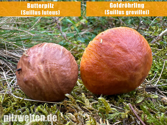 Butterpilz, Butterröhrling, Suillus luteus