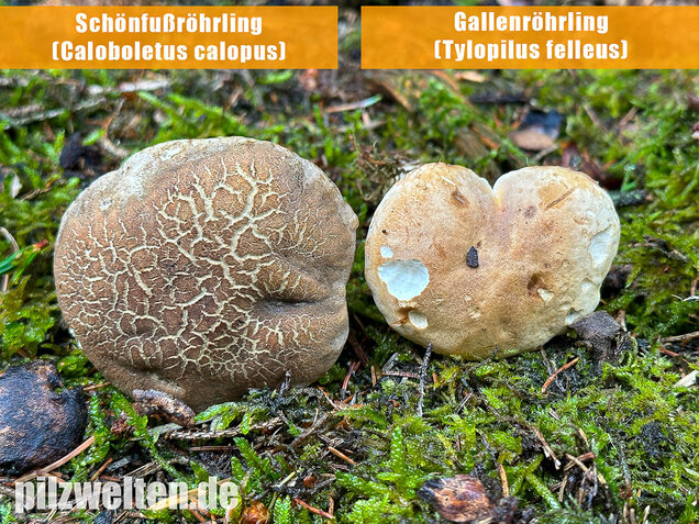 Gallenröhrling, Bitterling, Bitterpilz, Tylopilus felleus