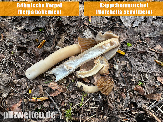 Käppchenmorchel, Morchella semilibera