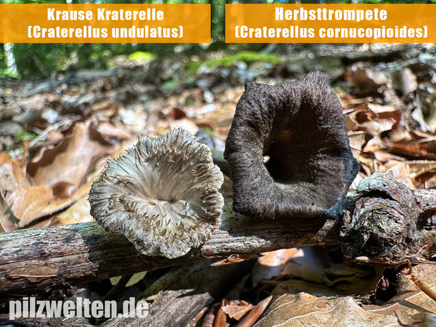Krause Kraterelle, Krauser Leistling, Craterellus undulatus