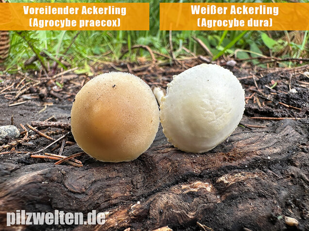 Weißer Ackerling, Rissiger Ackerling, Agrocybe dura