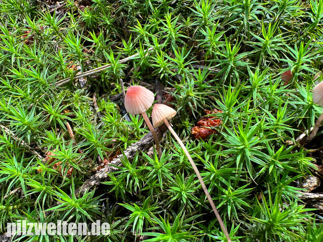 Purpurschneidiger Bluthelmling, Kleiner Bluthelmling, Mycena sanguinolenta