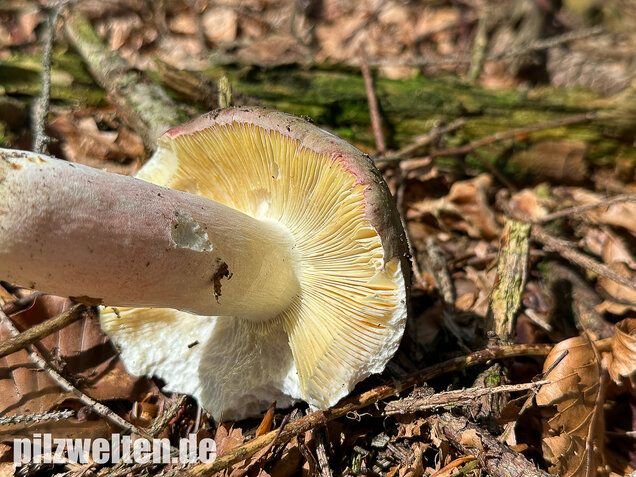 Rotstieliger Ledertäubling, Russula olivacea