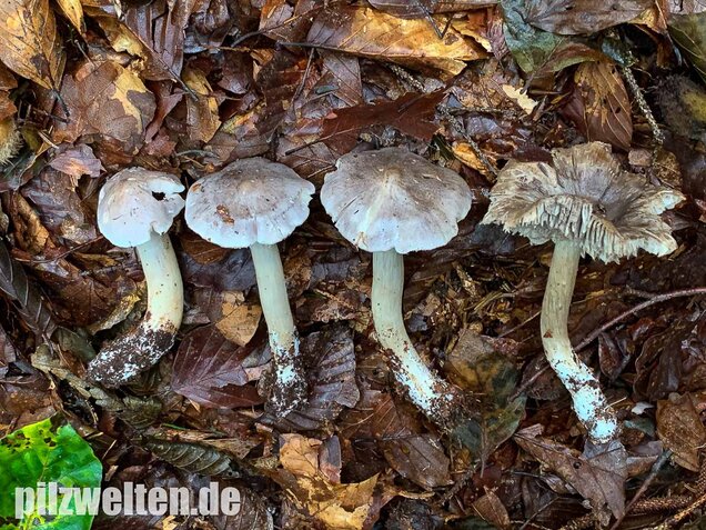 Schärflicher Ritterling, Tricholoma sciodes