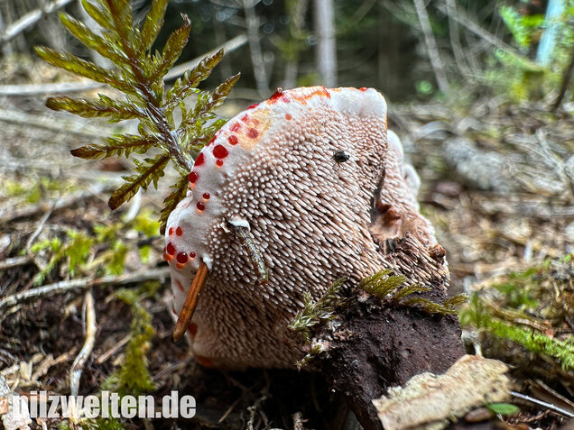 Scharfer Korkstacheling, Blutender Korkstacheling, Hydnellum peckii