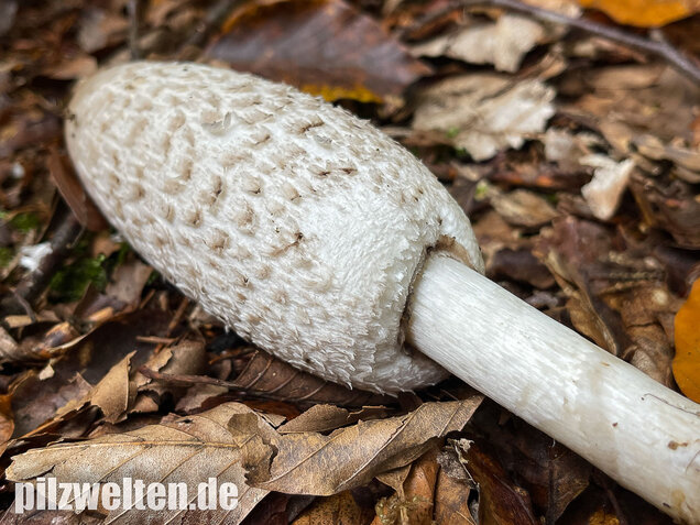 Schopftintling, Coprinus comatus