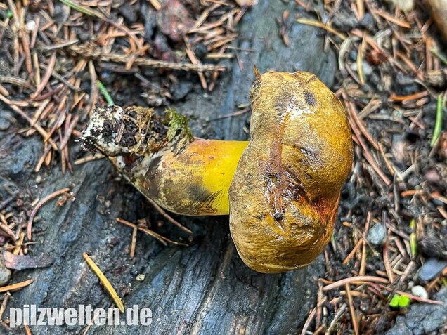 Schwarzblauender Röhrling, Cyanoboletus pulverulentus