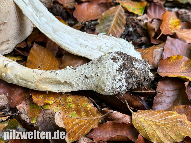 Spitzkegeliger Wulstling, Amanita echinocephala