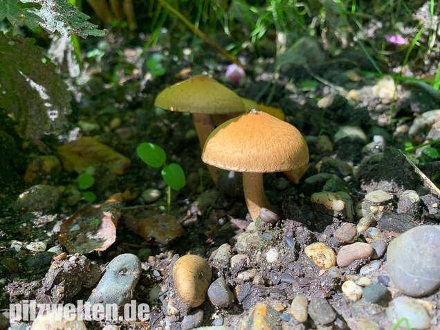 Tränender Saumpilz, Lacrymaria lacrymabunda