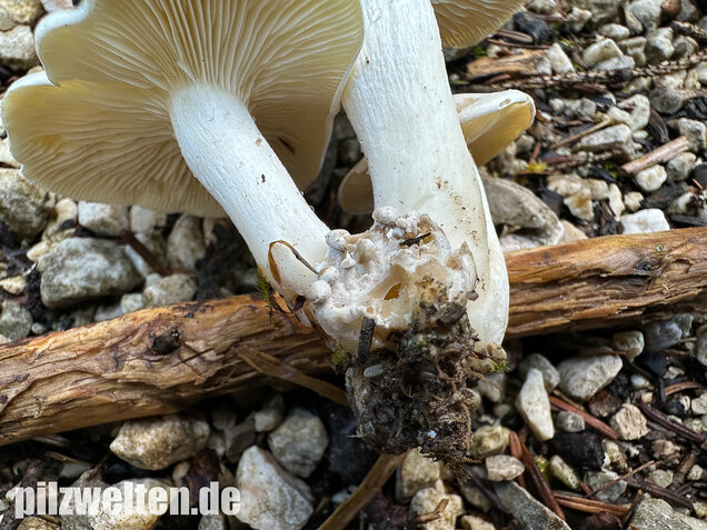 Weißer Büschelrasling, Leucocybe connata