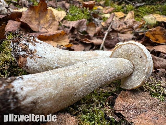 Wollstieliger Raufußröhrling (weiße Form), Leccinum cyaneobasileucum