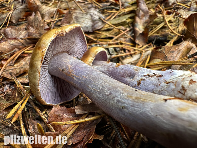 Zyanblättriger Klumpfuß, Cyanblättriger Klumpfuss, Thaxterogaster fulvo-ochrascens