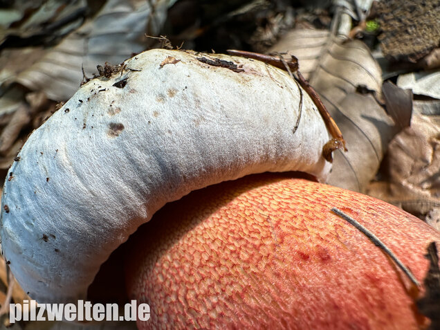 Blasshütiger Purpurröhrling, Rubroboletus rhodoxanthus