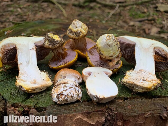 Blaublättriger Klumpfuß, Cortinarius callochrous