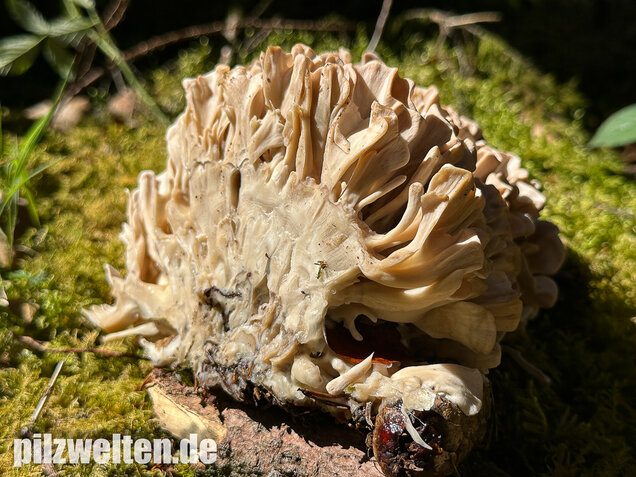 Breitblättrige Glucke, Sparassis brevipes