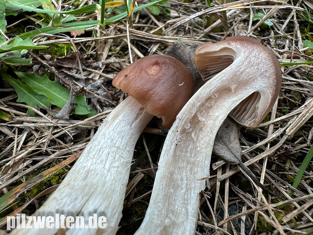 Dattelbrauner Ellerling, Cuphophyllus colemannianus
